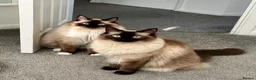 Ragdoll cats for sale: Ragdoll brothers seeking new home - Advert 1