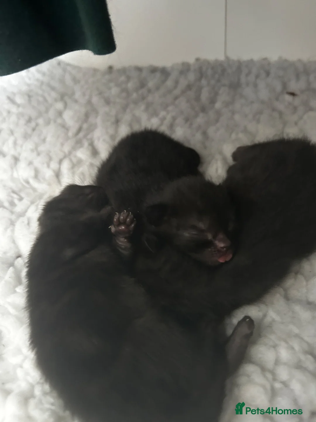 Mixed Breed cats for sale: Two black kitten for sale in Walsall - Advert 2