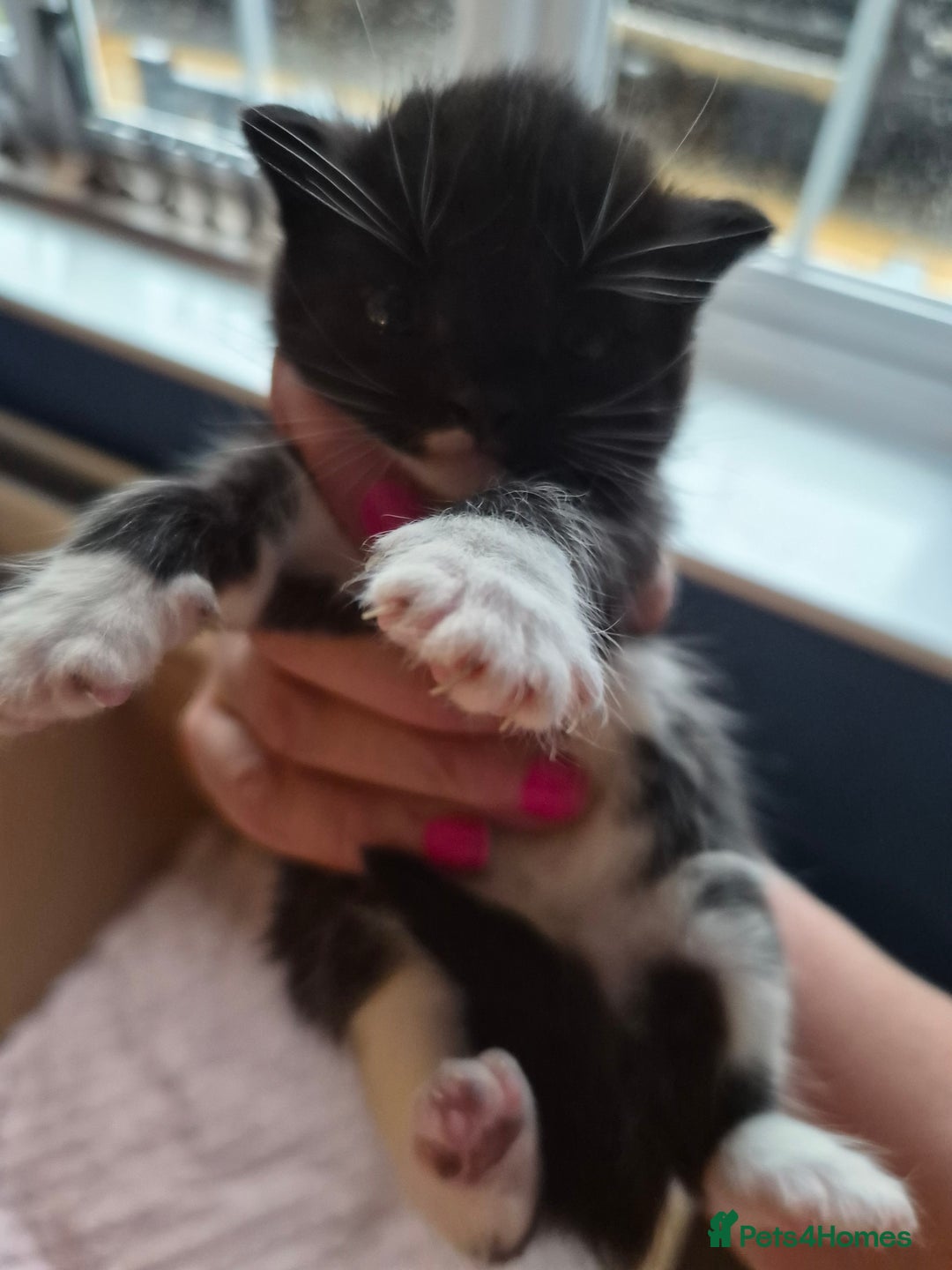 Mixed Breed cats for sale: I have both parents, adorable kittens - Image 2