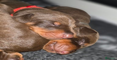 Dobermann dogs - Advert 1