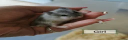 Hamster rodents for sale: Baby Winter white dwarf hamsters  - Advert 6