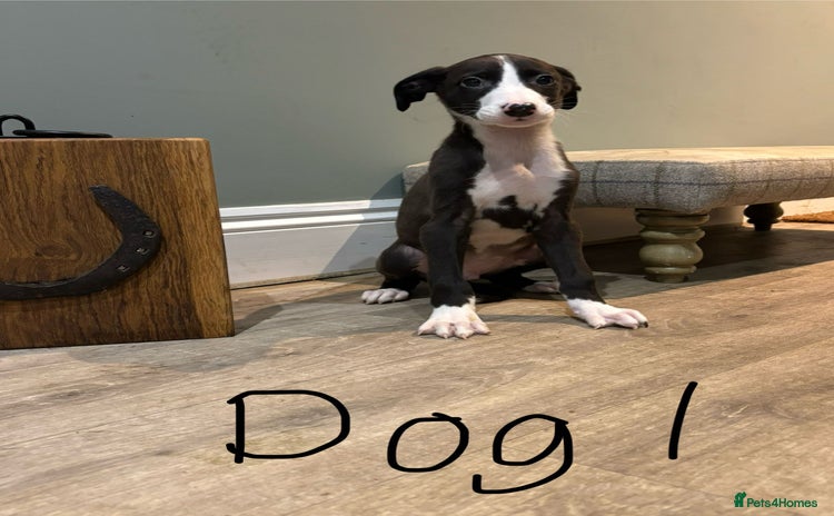 Lurcher dogs - Advert 4