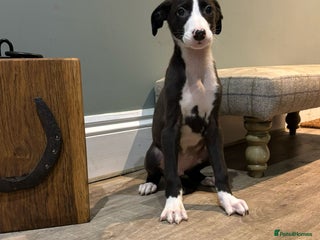 Lurcher dogs for sale - Advert 1