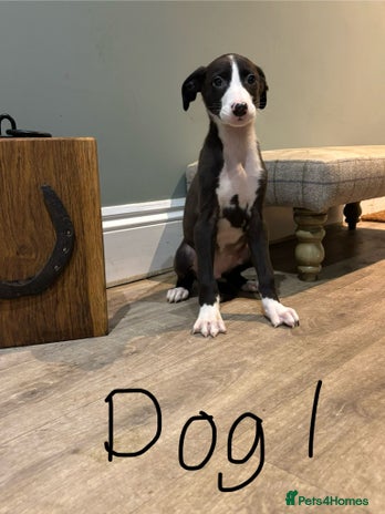 Lurcher dogs - Advert 1