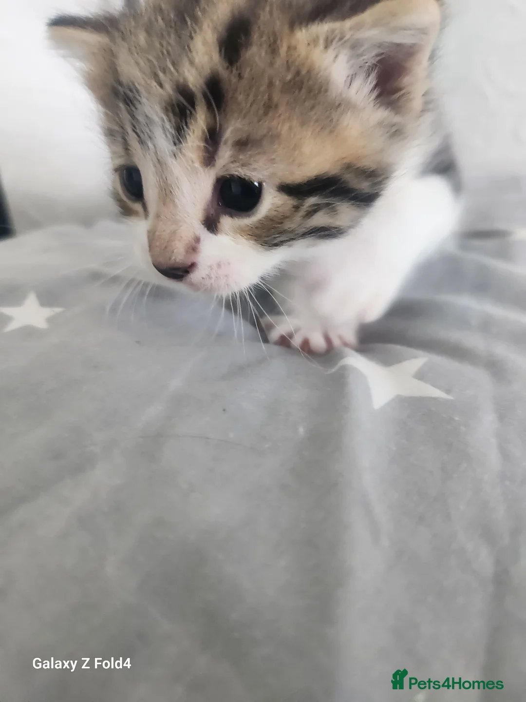 Mixed Breed cats for sale: Beautiful kittens - Advert 2