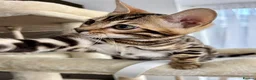 Bengal cats for sale: 🐅Gorgeous 😍One of a Kind Dream Bengal Boy!🐅 - Advert 11