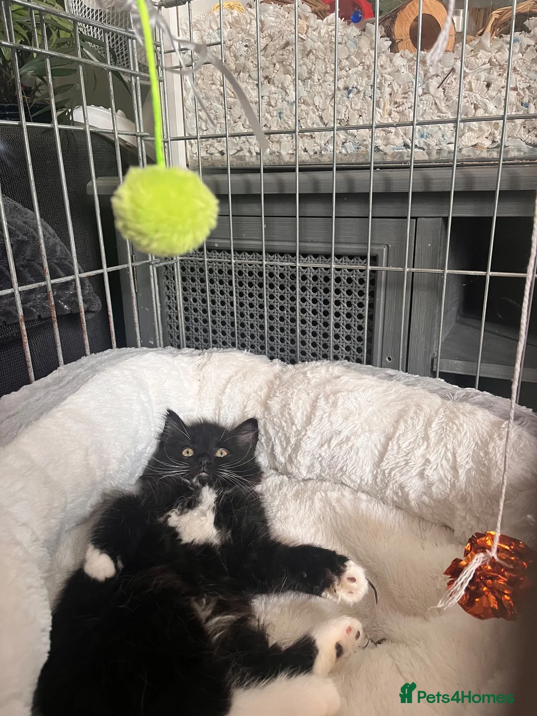 British Longhair cats for sale: Domestic longhair kittens  in Crawley - Advert 2