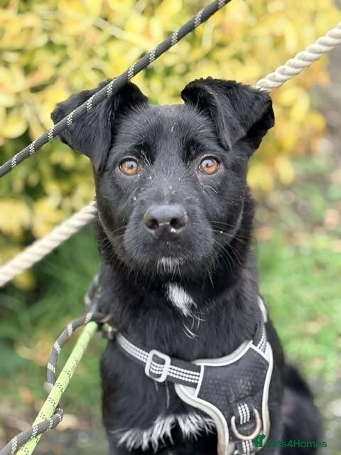 Mixed Breed dogs Meet Zorro, currently residing in Essex - Advert 4
