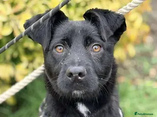 Mixed Breed dogs Meet Zorro, currently residing in Essex - Advert 4