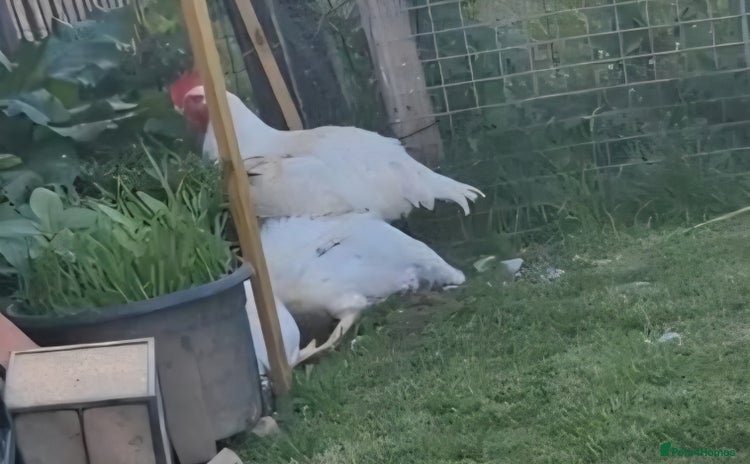 Cockatoo birds - Advert 1