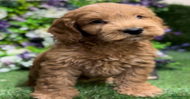 Cockapoo dogs - Advert 7