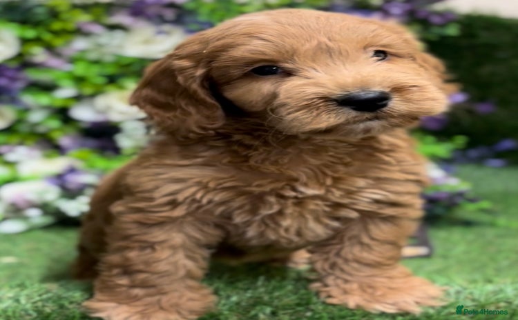 Cockapoo dogs - Advert 3
