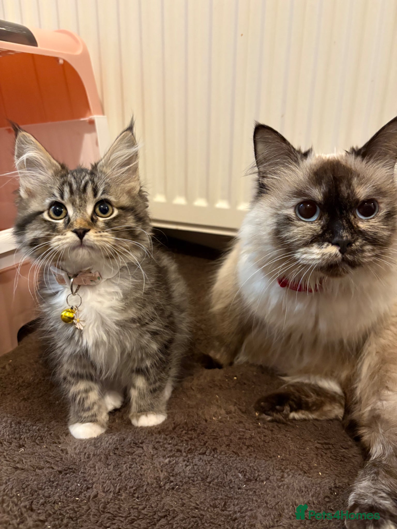 Maine Coon cats Maincoon X Radoll - Advert 1