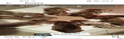Dachshund dogs for stud: Leo Isabella stud  - Advert 5
