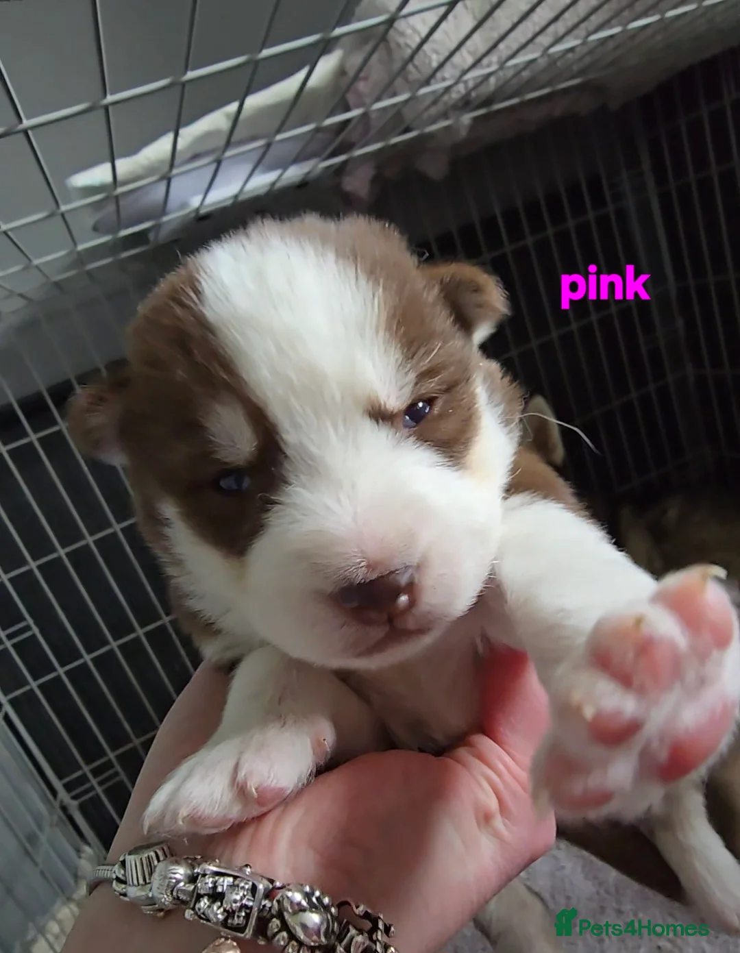 Siberian Husky dogs for sale: Husky puppies  - Advert 25