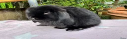 Mini Lop rabbits for sale: Beautiful mini lops for sale and 1 Lionlop  - Advert 3