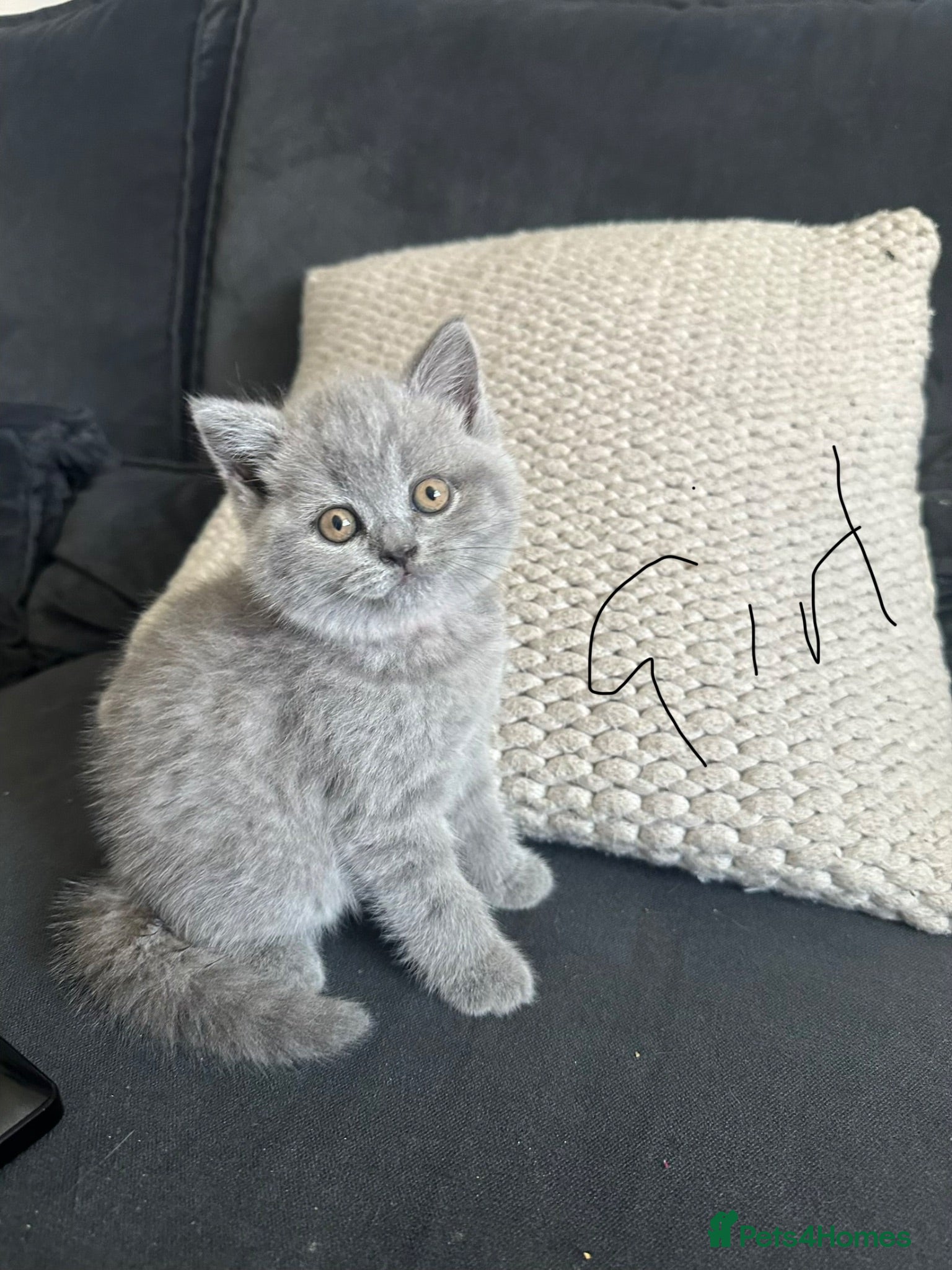 British Shorthair cats Bsh kittens blue last kitten available  - Advert 3