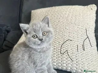 British Shorthair cats Bsh kittens blue last kitten available - Advert 5
