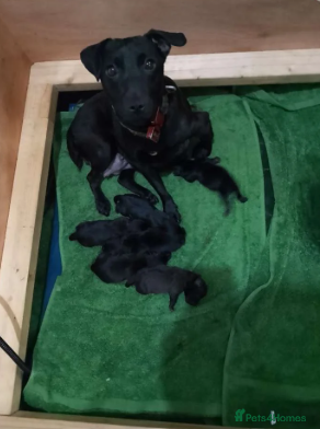 Patterdale Terrier dogs Pattersdale pups - Advert 2