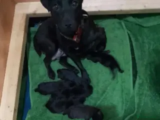 Patterdale Terrier dogs Pattersdale pups - Advert 2