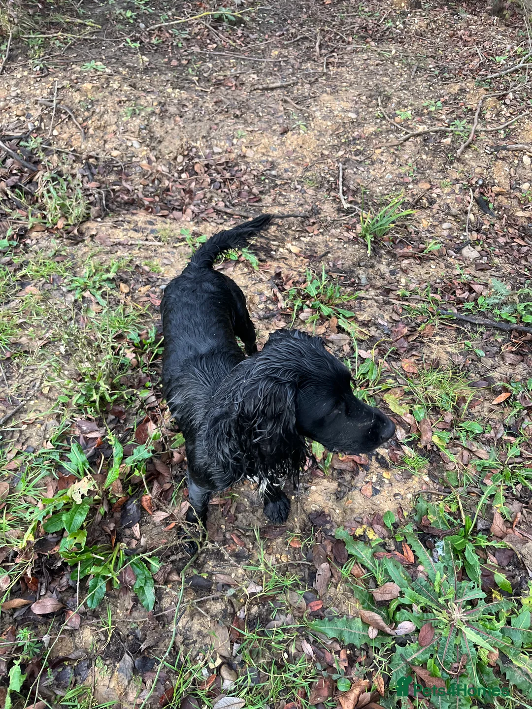 Cocker Spaniel dogs for stud: Working Cocker Spaniel available for Stud  in Chelmsford - Advert 14