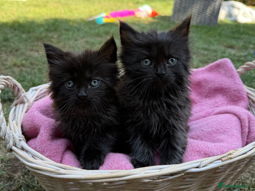 Russian Blue cats for sale: Crossed RussianBlue Kittens - Image 3