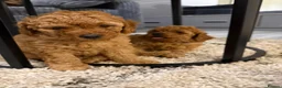 Miniature Poodle dogs for sale: Beautiful Miniature Poodle Puppies 🐾 - Advert 13