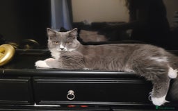 Maine Coon cats for sale: Maine coon cross persian  - Image 11