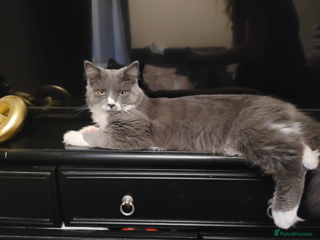 Maine Coon cats for sale: Maine coon cross persian  - Image 11