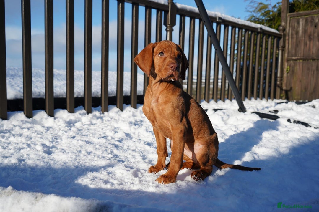 Hungarian Vizsla dogs for sale: Beautiful Fully Trained KC Hungarian Vizsla Puppy - Advert 6