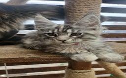 Maine Coon cats for sale: Maine coon ative purebred pedigre in Barnsley - Image 2