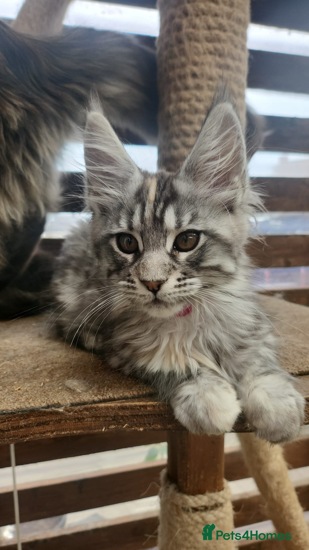 Maine Coon cats for sale: Maine coon ative purebred pedigre in Barnsley - Image 2