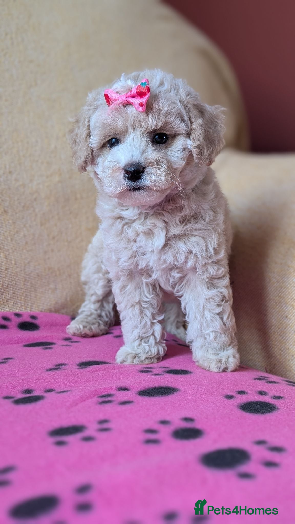 Maltipoo dogs Stunning Toy Maltipoo Puppies - READY NOW - Advert 12
