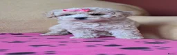 Maltipoo dogs for sale: Stunning Toy Maltipoo Puppies  - Advert 10