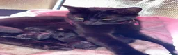 British Shorthair cats for sale: Black Kittens in Waterlooville - Advert 1