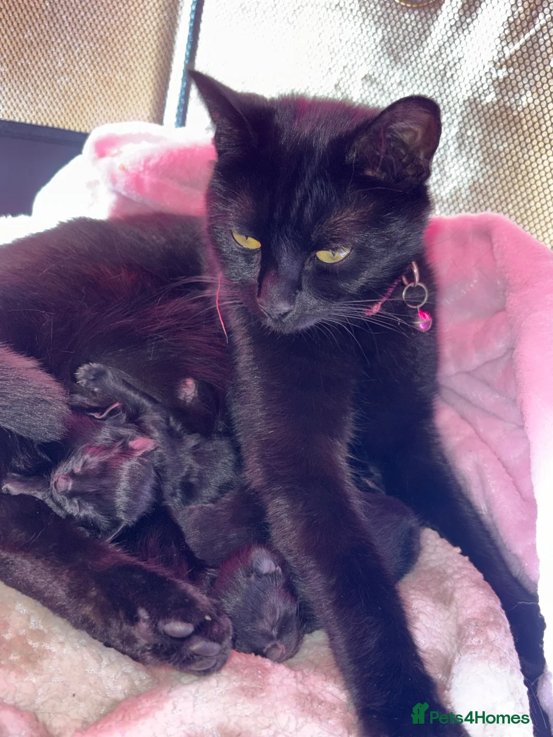British Shorthair cats for sale: Black Kittens in Waterlooville - Advert 1