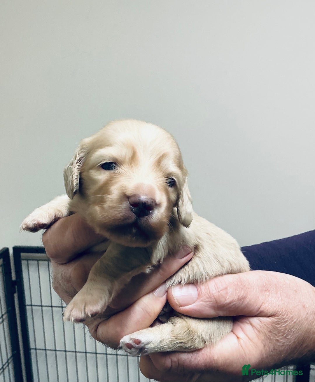 Miniature Dachshund dogs for sale: KC reg mini longhaired dachshund pups - Advert 28