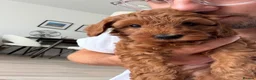Australian Labradoodle dogs for sale: *LAST PUPPY* - Australian Labradoodles Puppies 🐾 - Advert 3