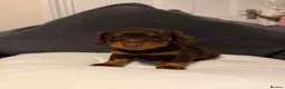 Dachshund dogs for sale: Miniature dachshund  - Advert 3