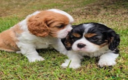 Cavalier King Charles Spaniel dogs for sale: Cavalier king Charles puppy  - Image 6