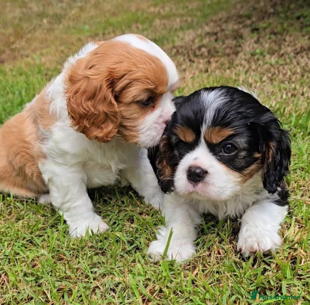 Cavalier King Charles Spaniel dogs for sale: Cavalier king Charles puppy  - Image 6