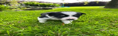 Border Collie Puppy 1