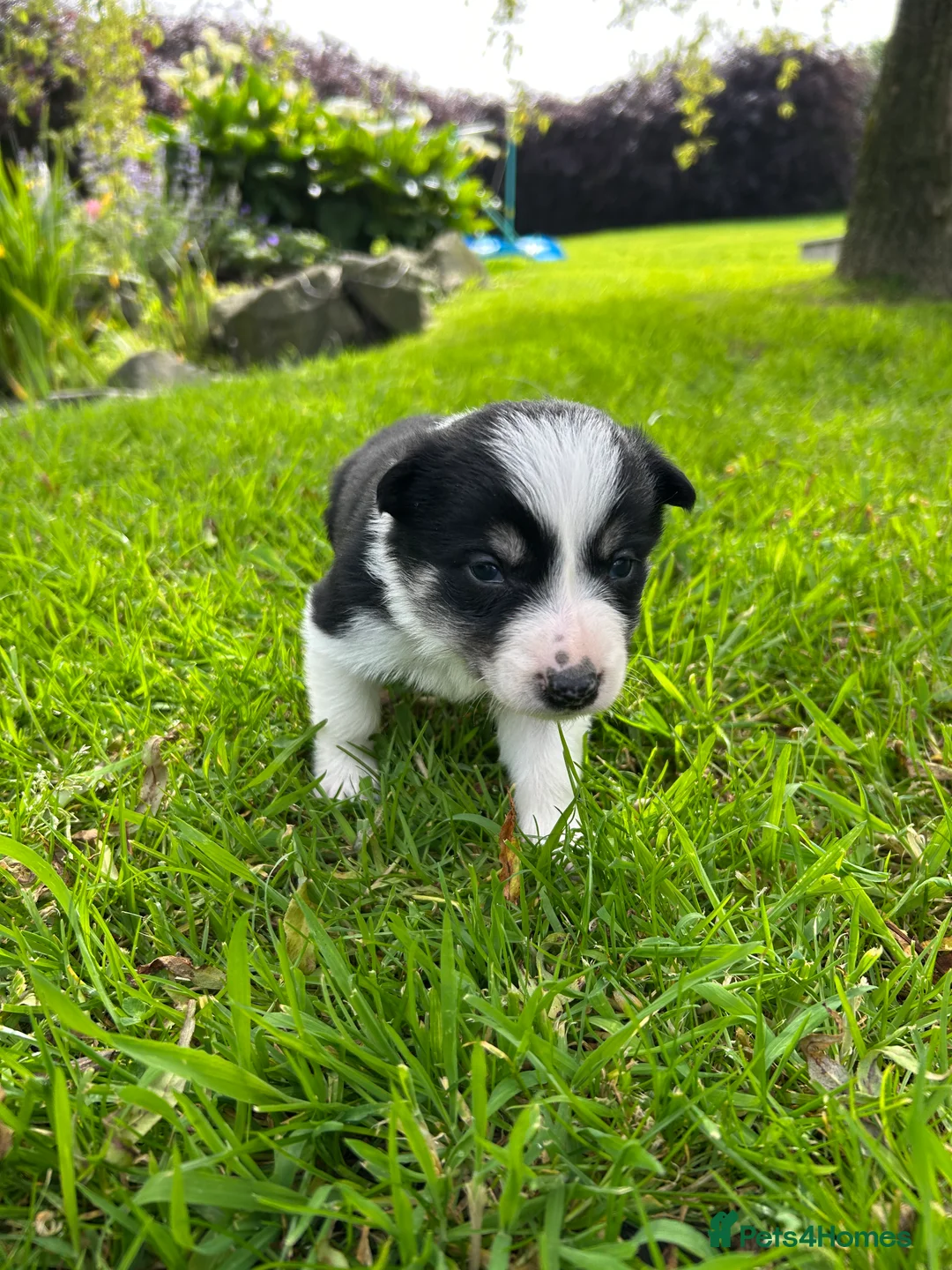 Border Collie dogs for sale: Adorable Border Collie puppies  - Advert 21