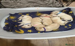 Labradoodle dogs for sale: Labradoodle puppies for sale £600-£750 - Image 14