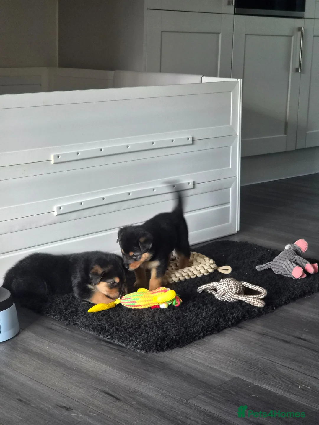 Rottweiler dogs for sale: Beautiful Rottie puppies  in Bath - Advert 2