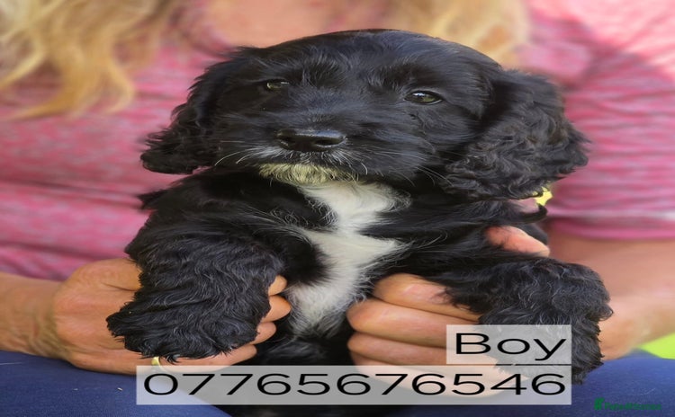Cockapoo dogs - Advert 3