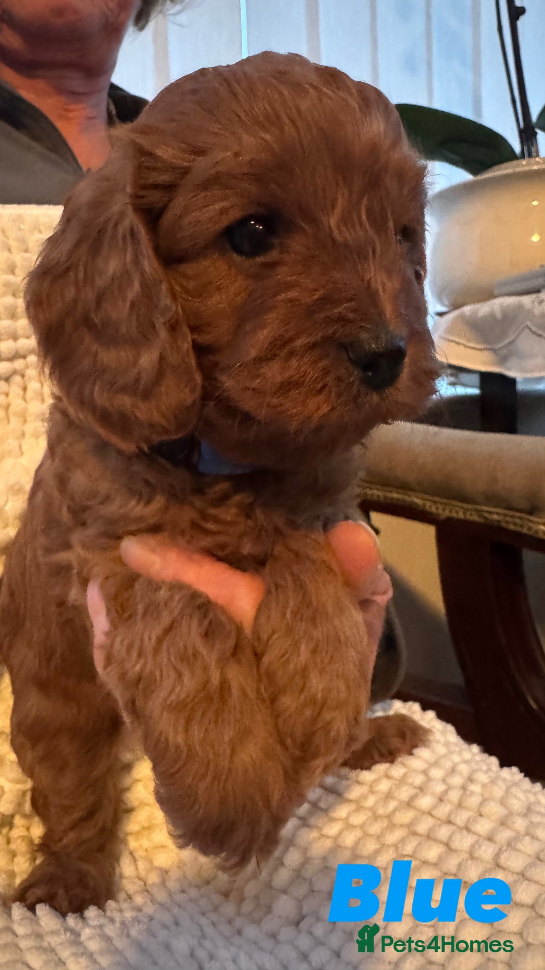 Cavapoo dogs for sale: Stunning litter of F1 Cavapoo’s - Advert 6