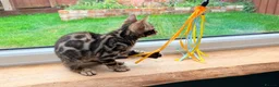 Bengal cats for sale: 🐾 Show quality GCCF Bengal Kittens for Sale 🐾 - Advert 5