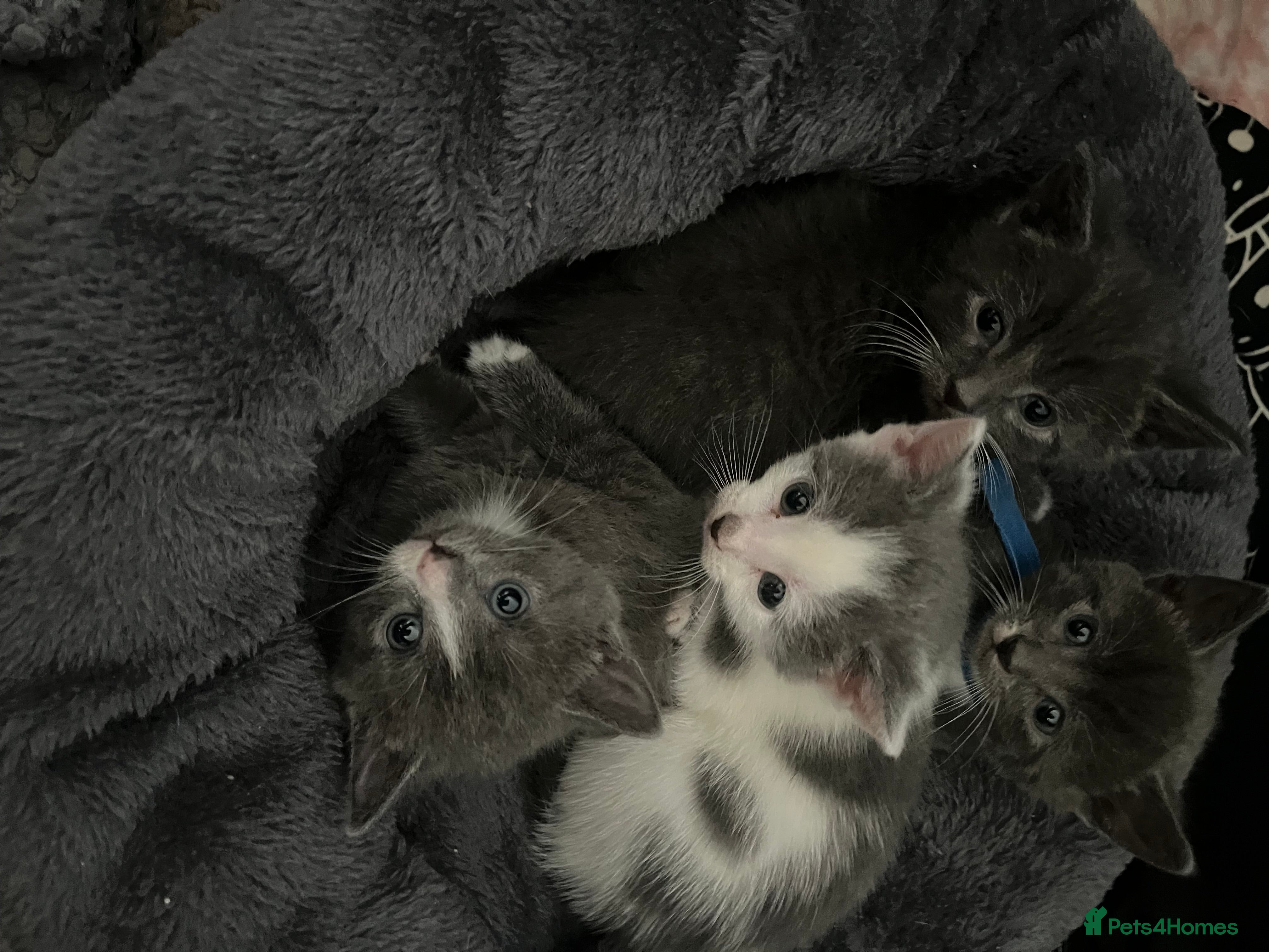 Mixed Breed cats 3 kittens for sale in Abertillery - Advert 2