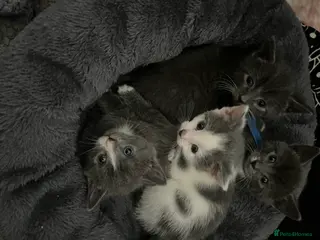 Mixed Breed cats 3 kittens for sale in Abertillery - Advert 5